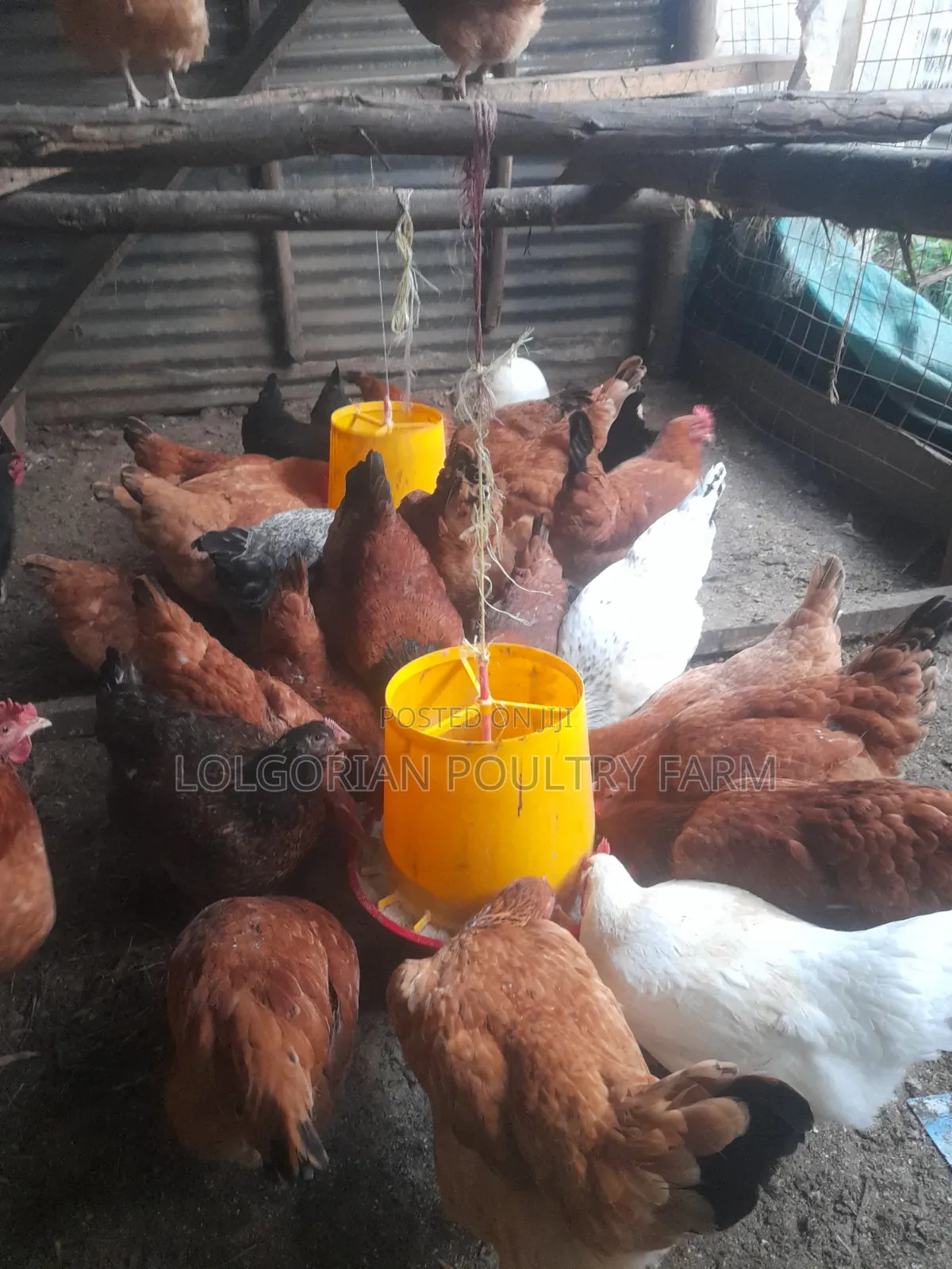 Lolgorian Poultry Farm.