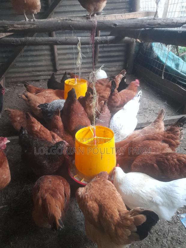 Lolgorian Poultry Farm. - thumbnail 11