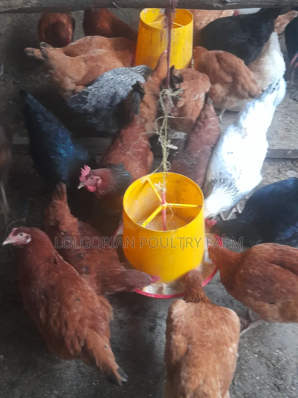 Lolgorian Poultry Farm.