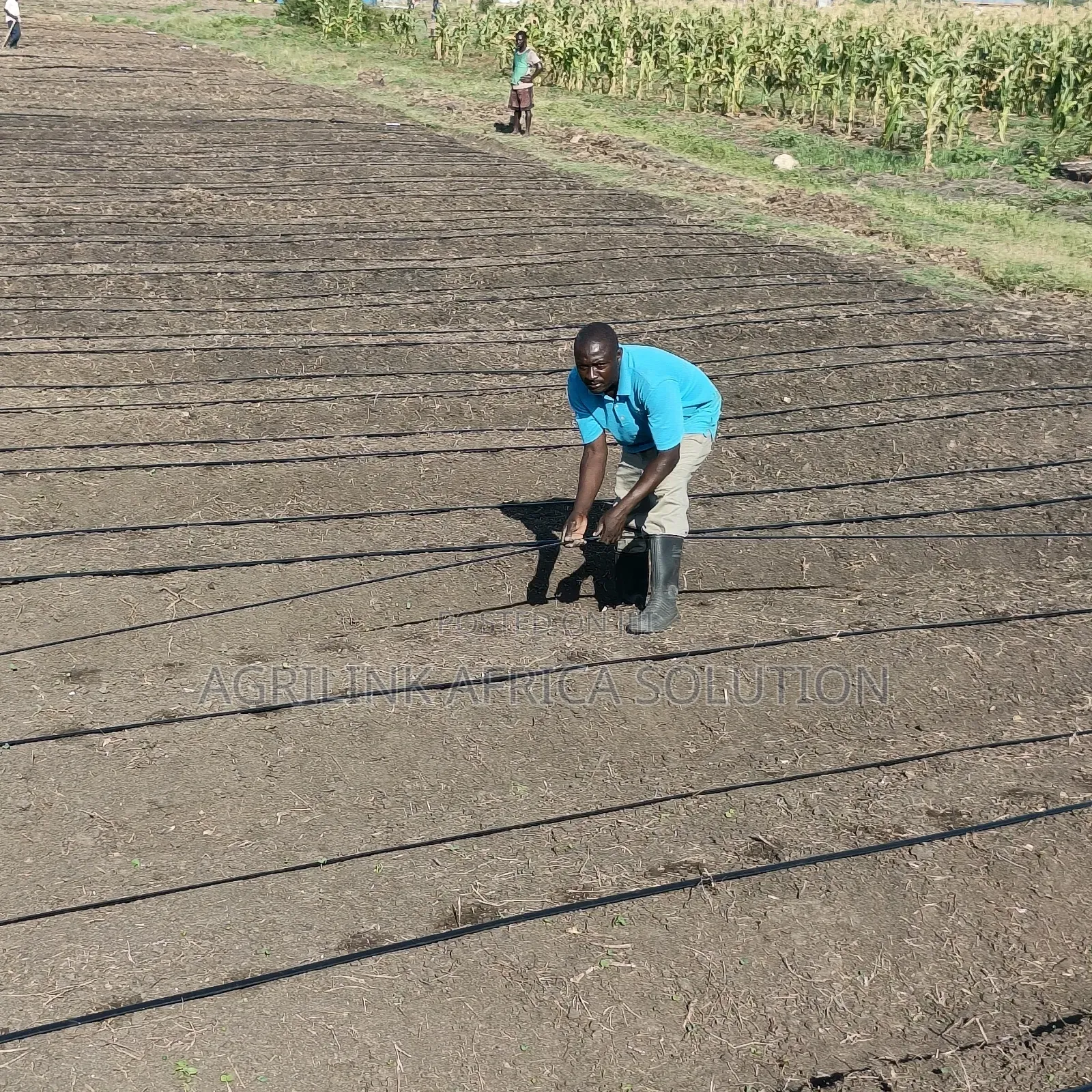 Dripline Pipes
