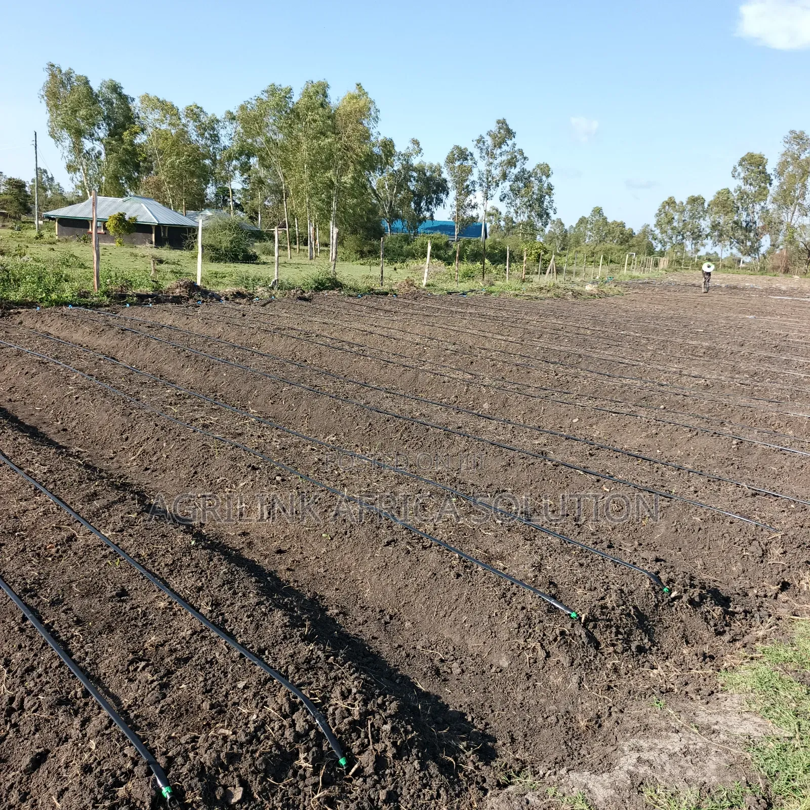 Dripline Pipes