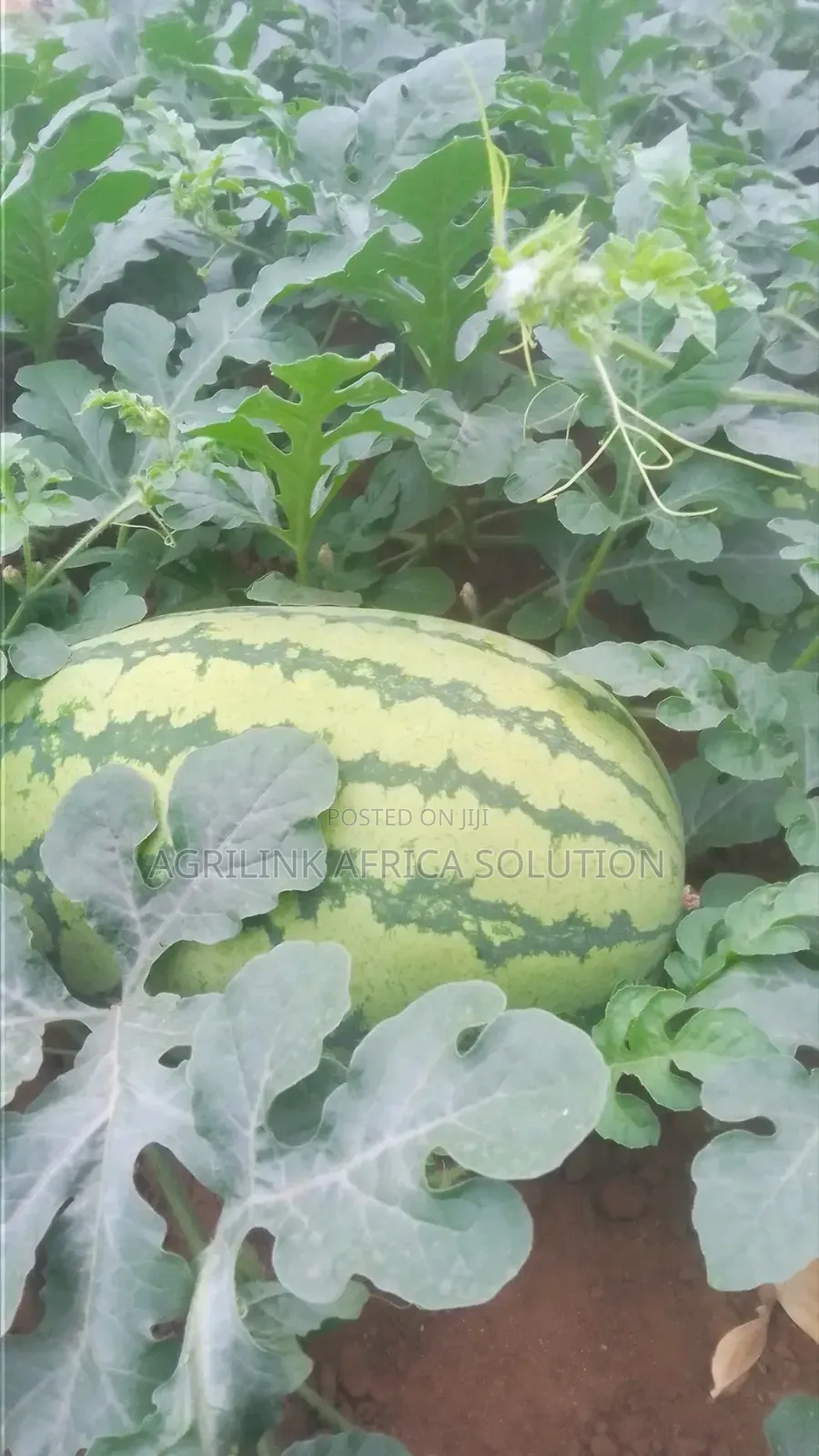 Sukari F1 1kg Watermelon