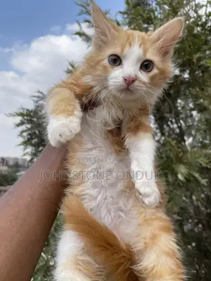 1-3 months Female Purebred Tabby