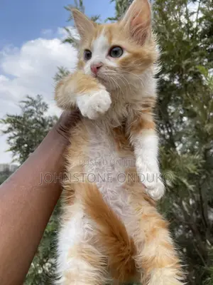 1-3 months Female Purebred Tabby
