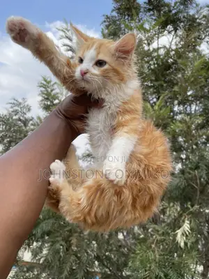 1-3 months Female Purebred Tabby