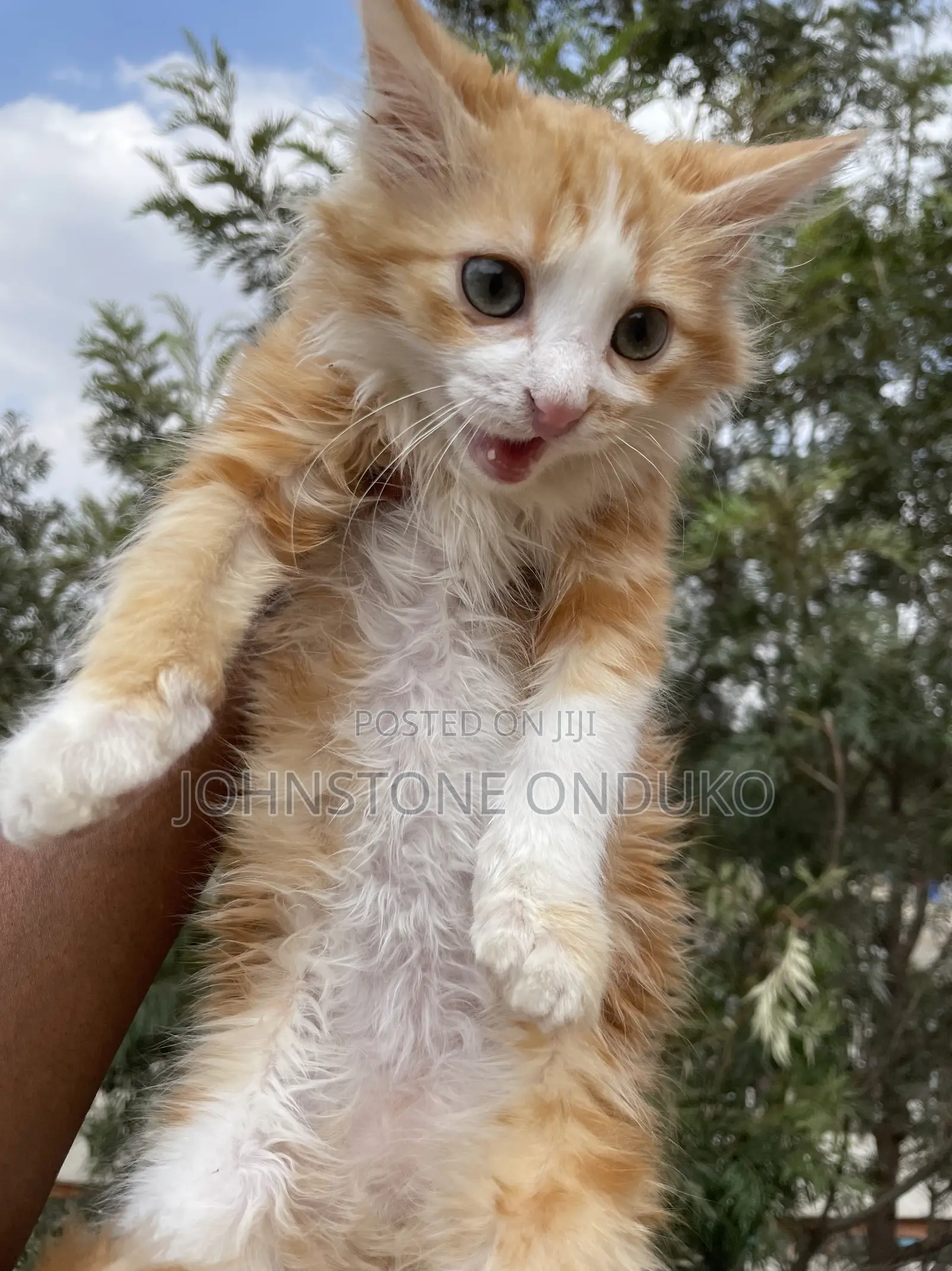 1-3 months Female Purebred Tabby