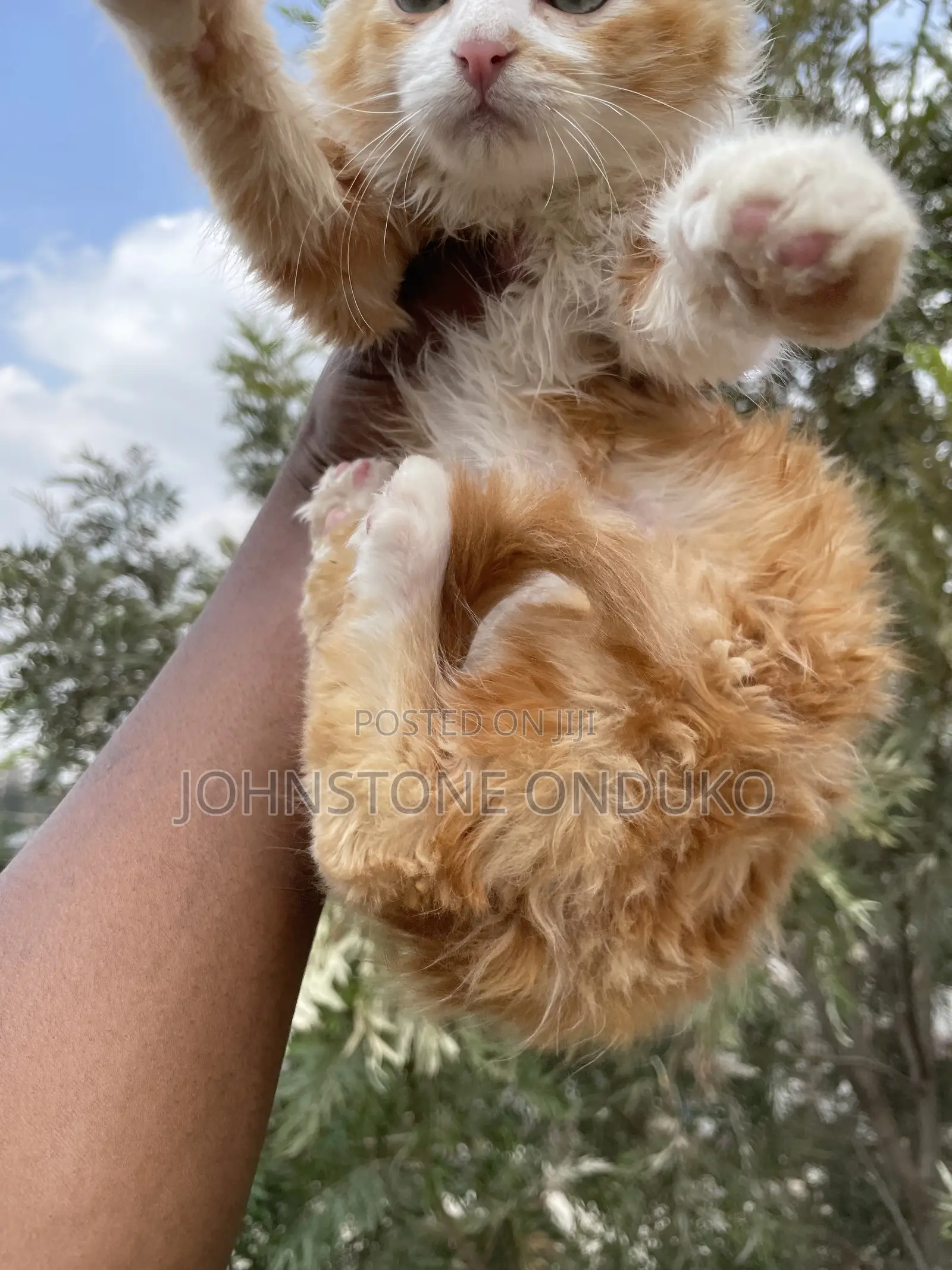 1-3 months Female Purebred Tabby