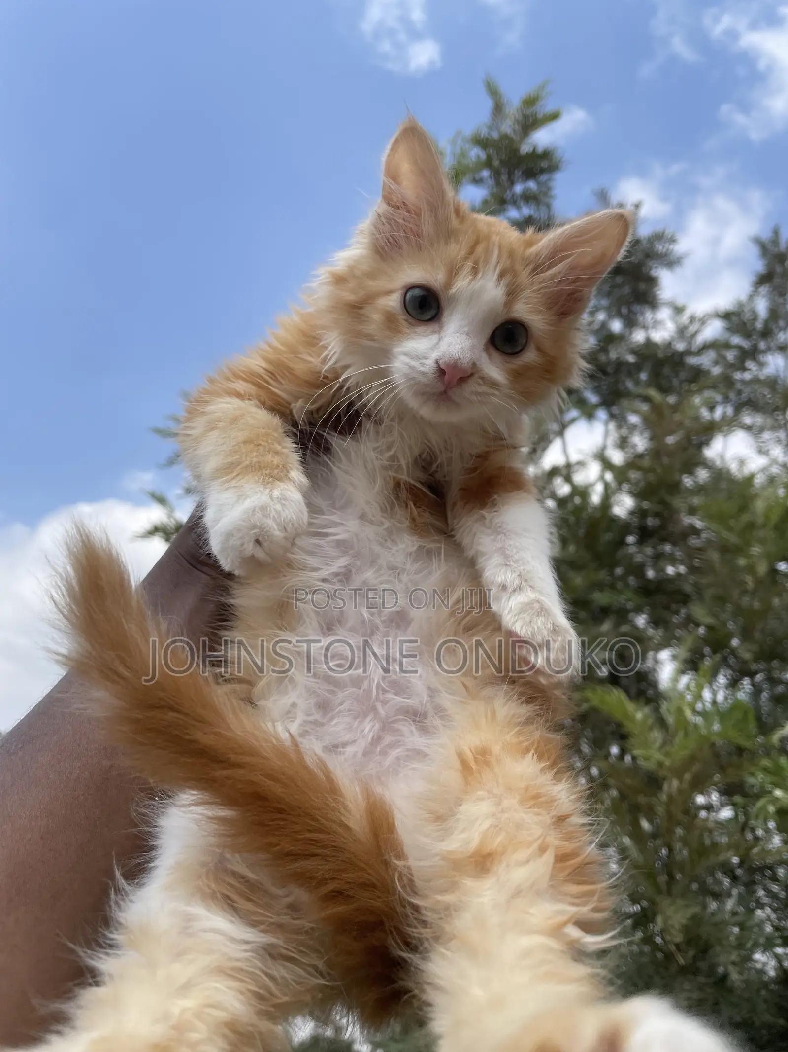1-3 months Female Purebred Tabby
