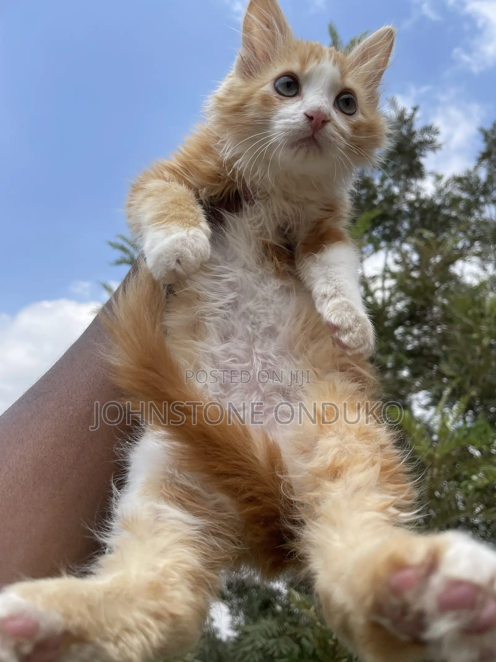 1-3 months Female Purebred Tabby