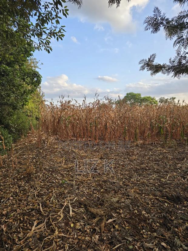 1Acre for Sale in Mugutha - thumbnail 3