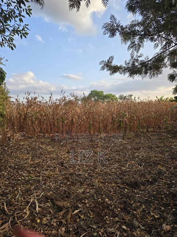 1Acre for Sale in Mugutha - thumbnail 4