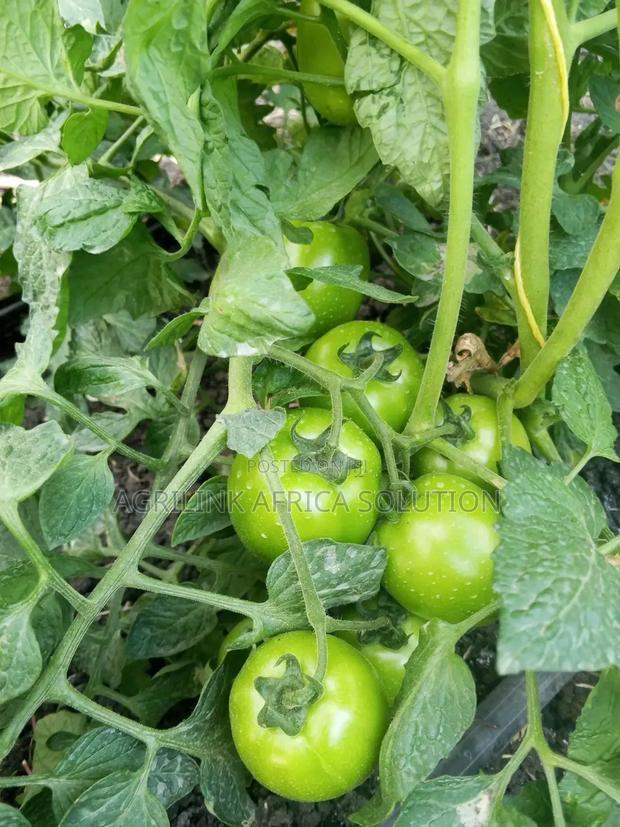 Big Rock Tomatoes F1 5000 Seeds - thumbnail 2
