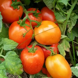 Big Rock Tomatoes F1 5000 Seeds