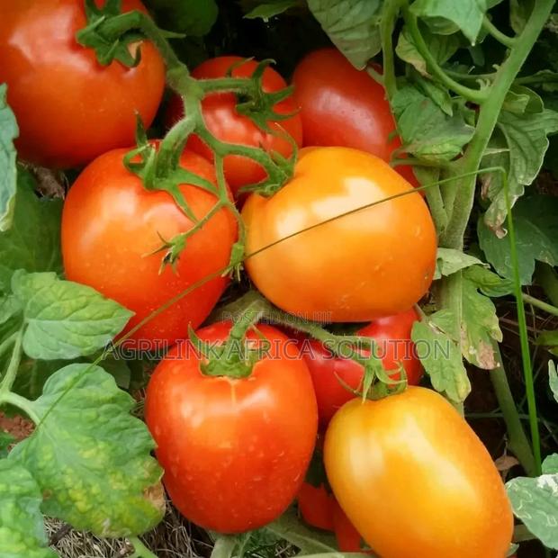 Big Rock Tomatoes F1 5000 Seeds - thumbnail 4