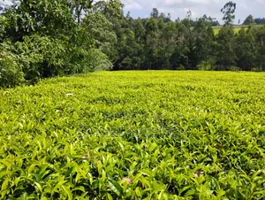 5 Acres Tea Farm for Sale Chemundu-Baraton University