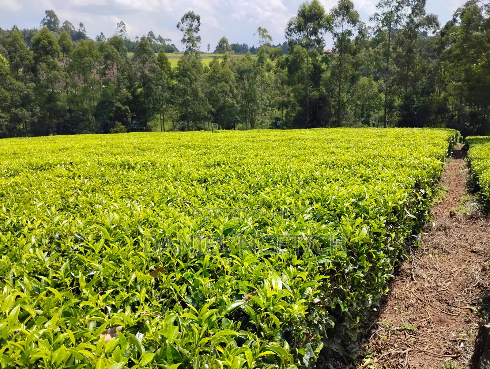 5 Acres Tea Farm for Sale Chemundu-Baraton University