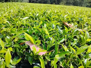 5 Acres Tea Farm for Sale Chemundu-Baraton University