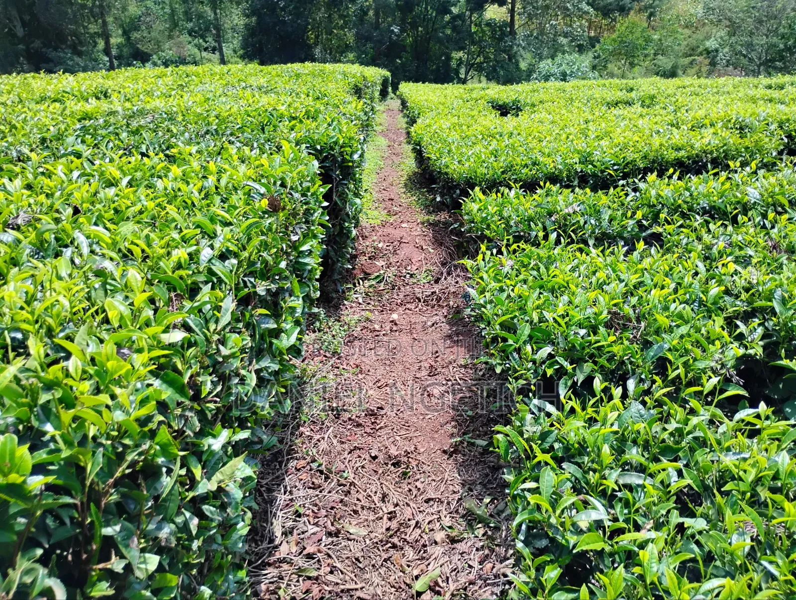 5 Acres Tea Farm for Sale Chemundu-Baraton University