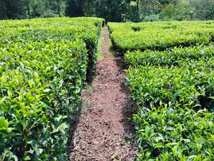 5 Acres Tea Farm for Sale Chemundu-Baraton University
