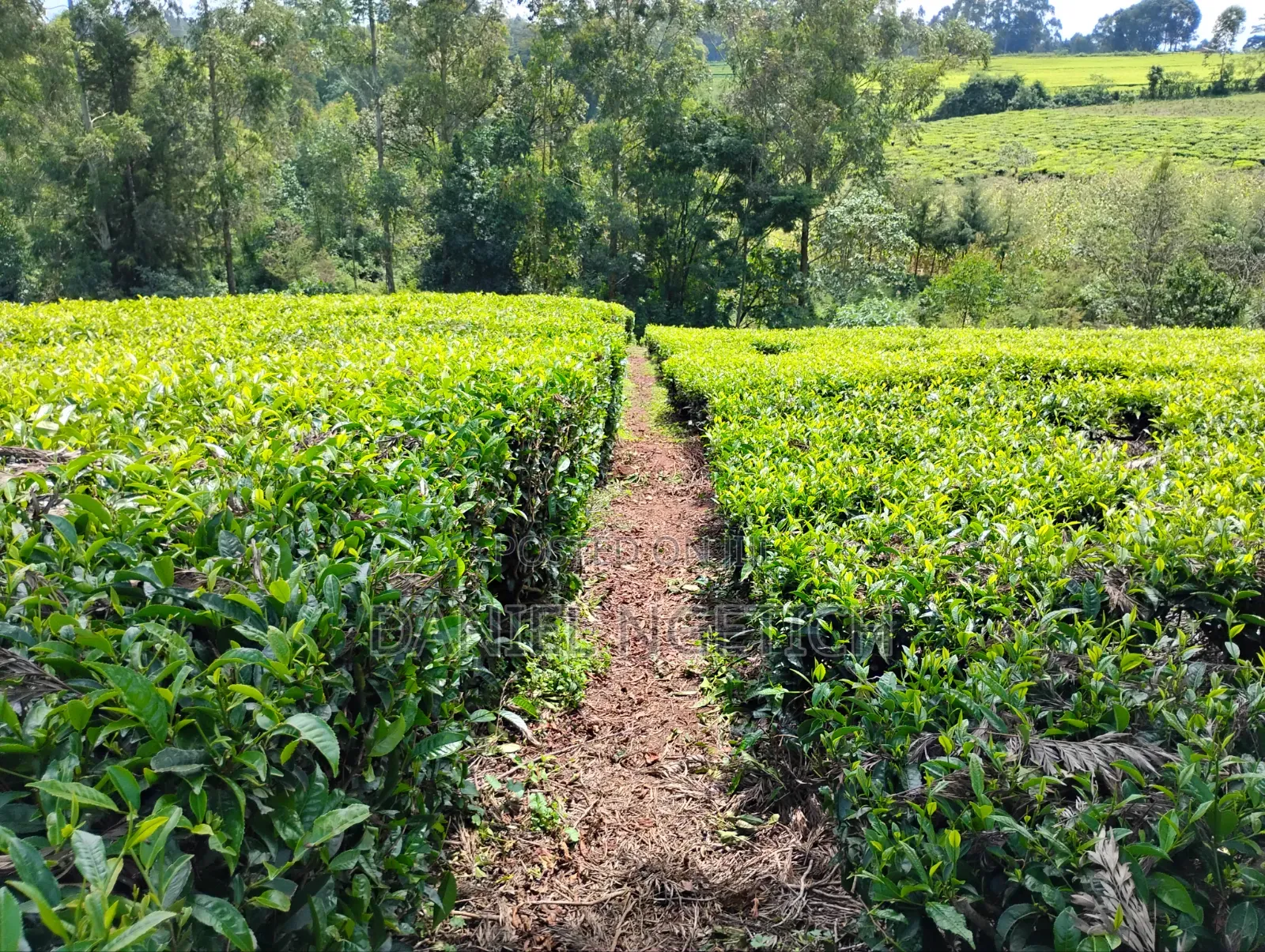 5 Acres Tea Farm for Sale Chemundu-Baraton University