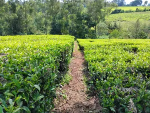 5 Acres Tea Farm for Sale Chemundu-Baraton University