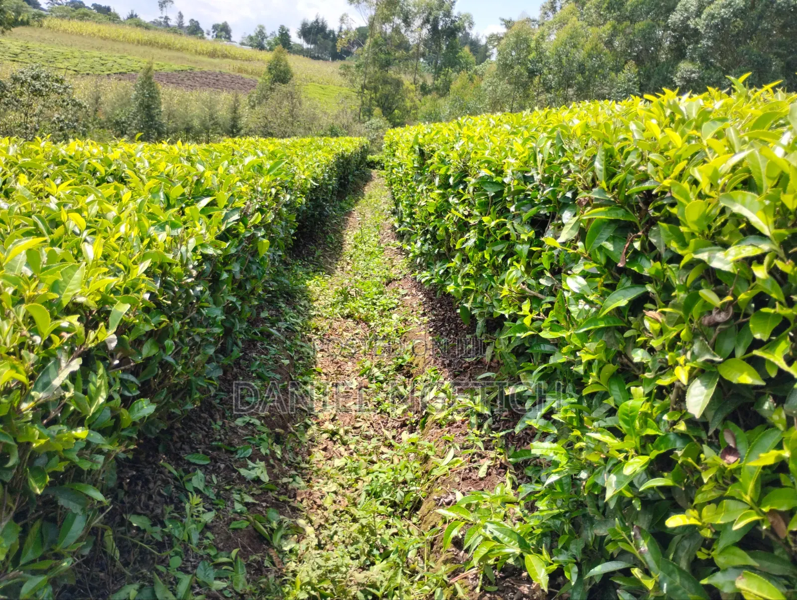 5 Acres Tea Farm for Sale Chemundu-Baraton University