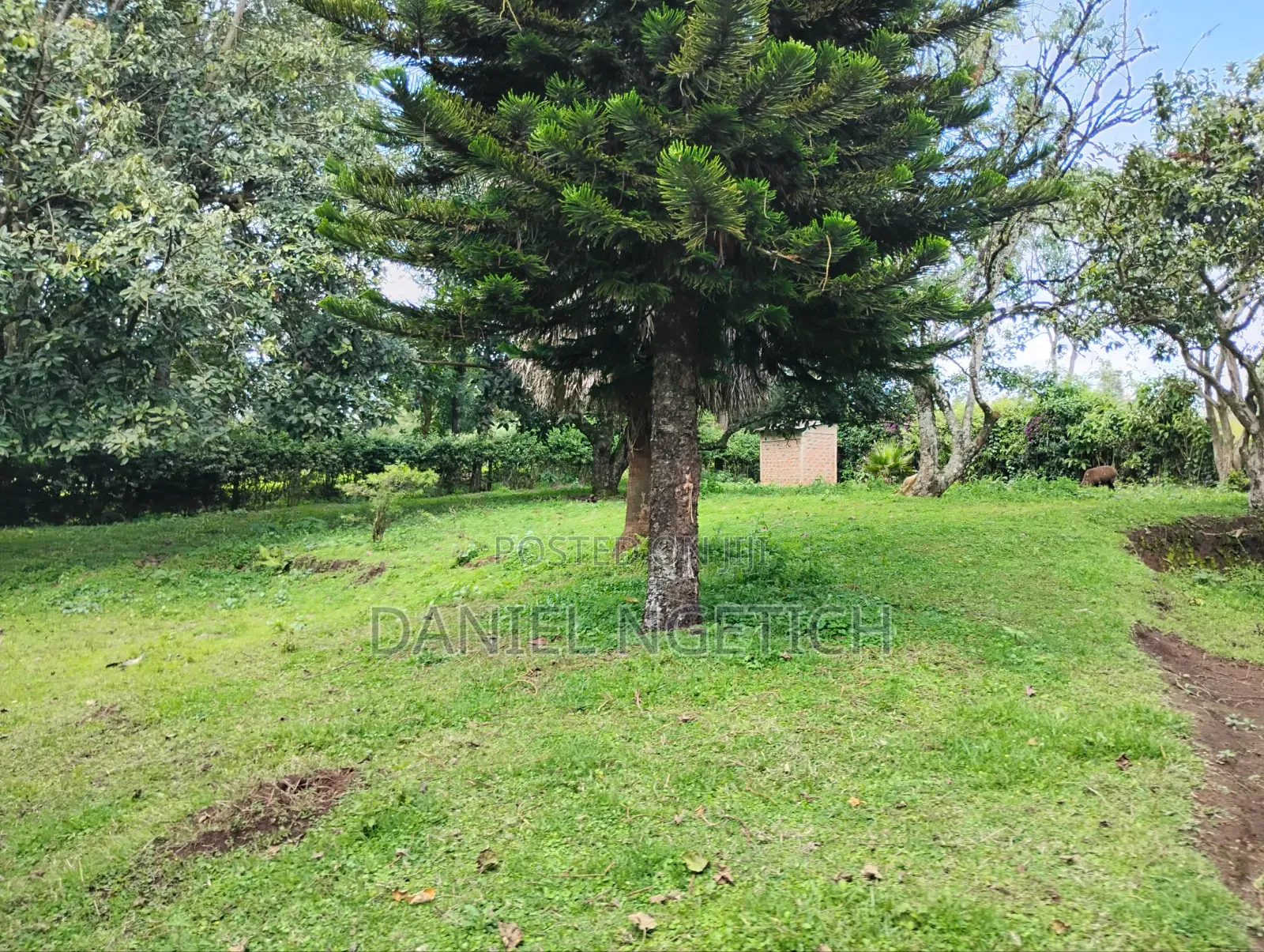 5 Acres Tea Farm for Sale Chemundu-Baraton University