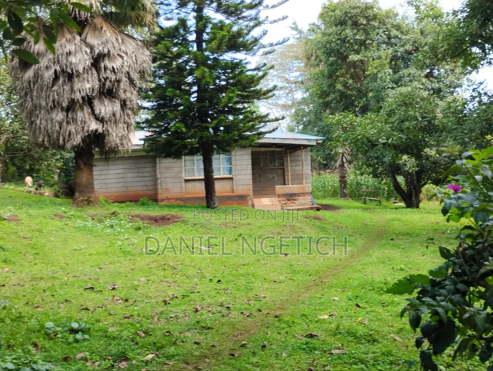 5 Acres Tea Farm for Sale Chemundu-Baraton University