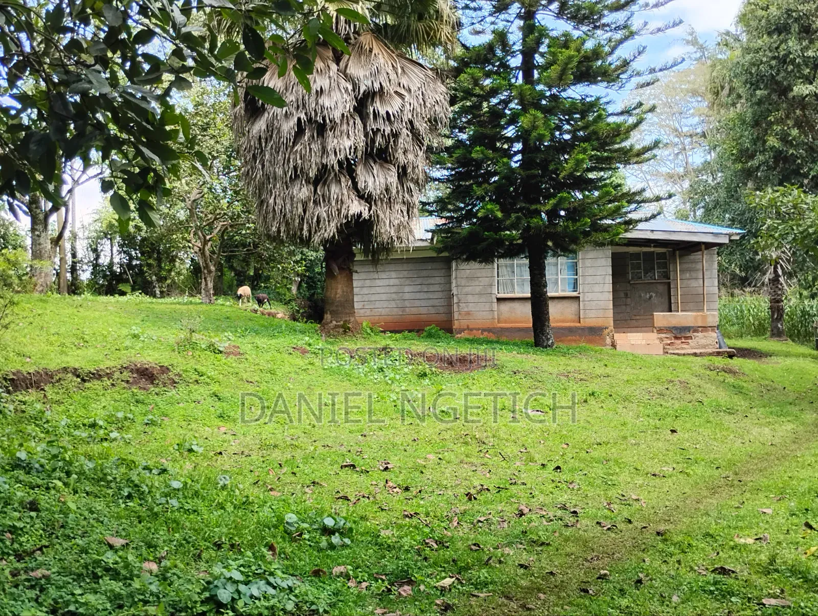 5 Acres Tea Farm for Sale Chemundu-Baraton University