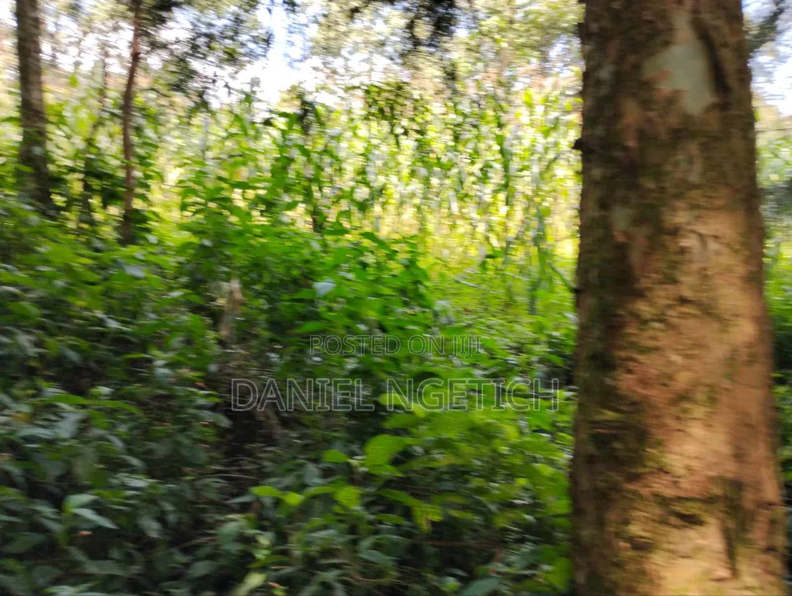 5 Acres Tea Farm for Sale Chemundu-Baraton University