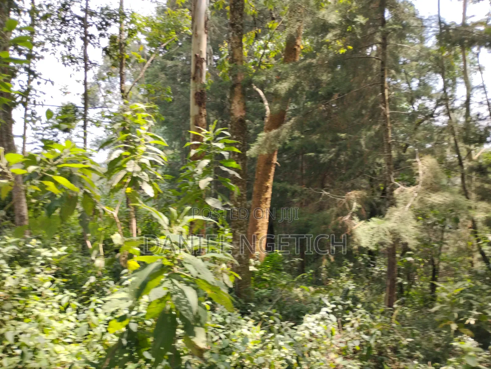5 Acres Tea Farm for Sale Chemundu-Baraton University