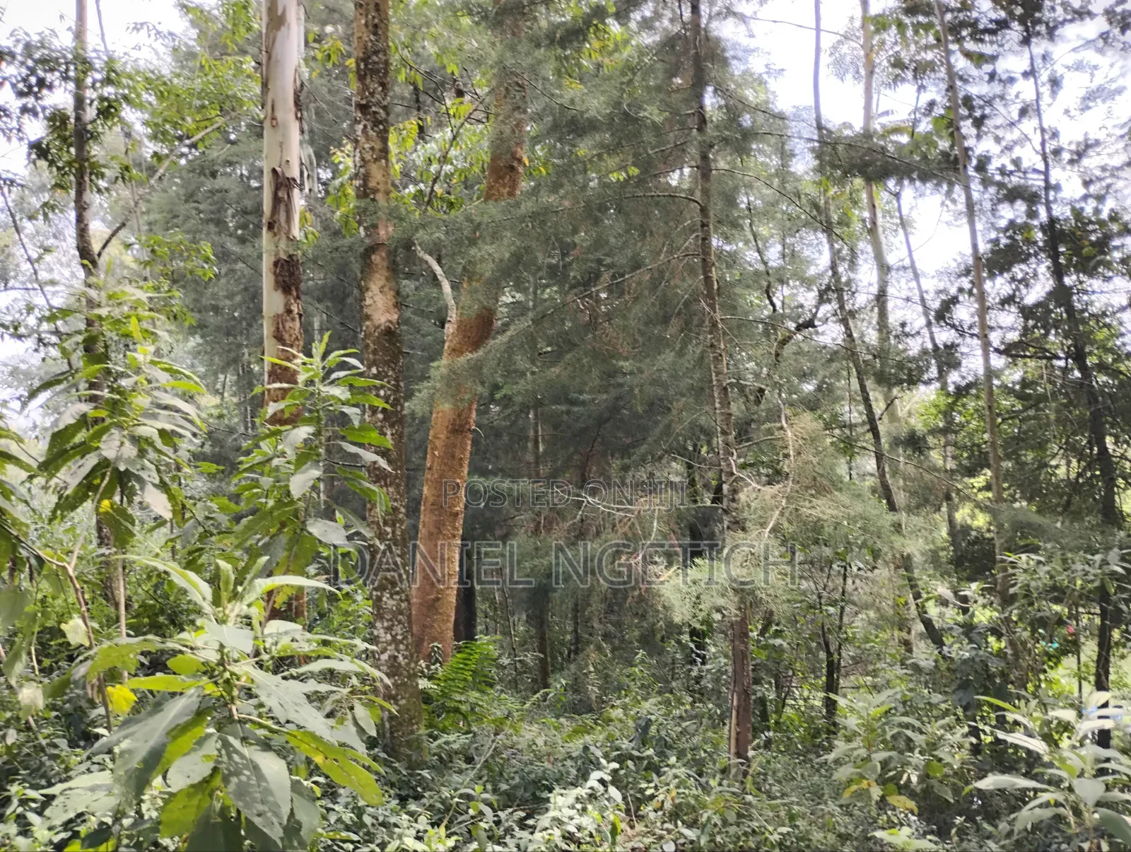 5 Acres Tea Farm for Sale Chemundu-Baraton University