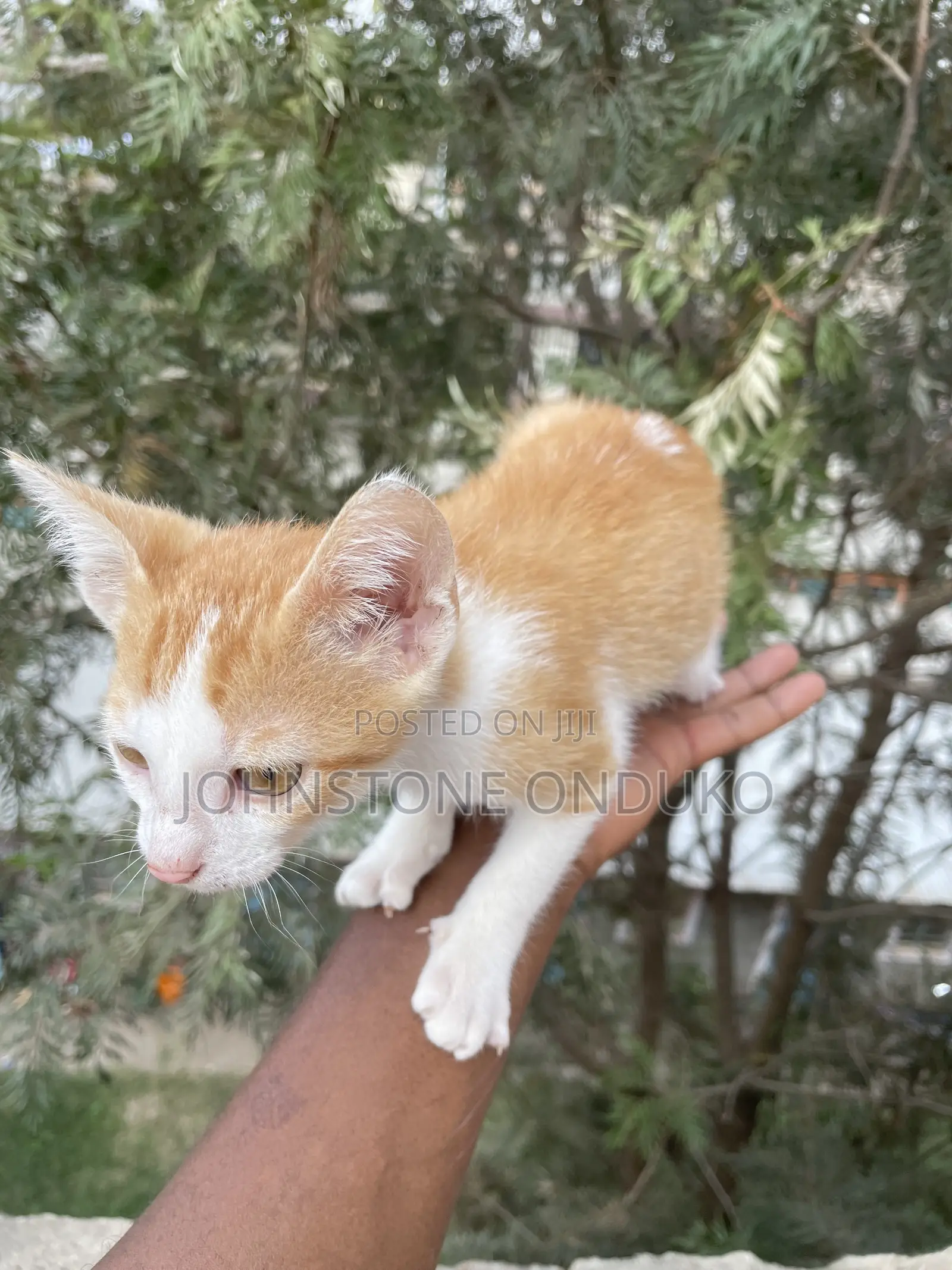 1-3 months Female Purebred Tabby