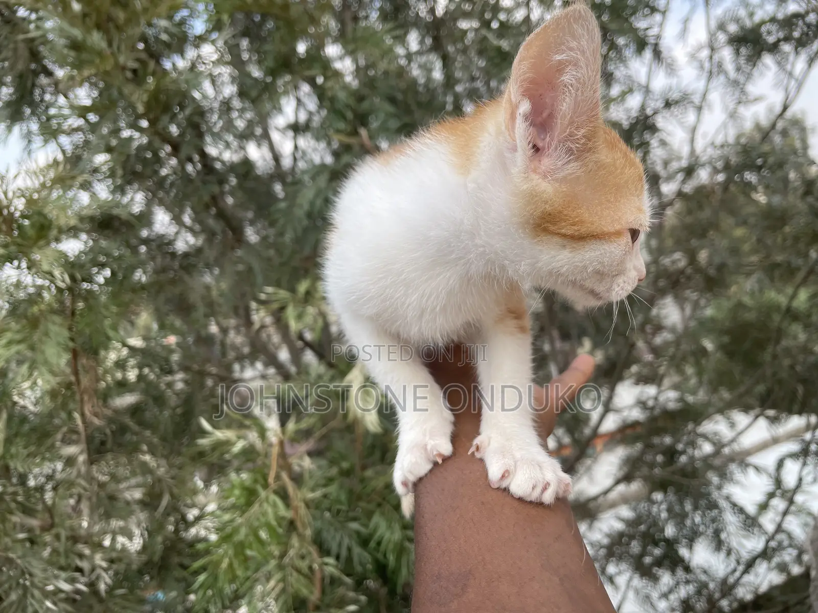 1-3 months Female Purebred Tabby
