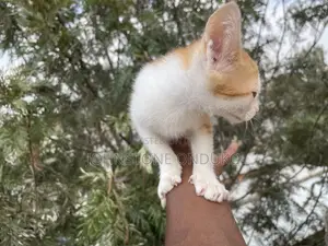 1-3 months Female Purebred Tabby