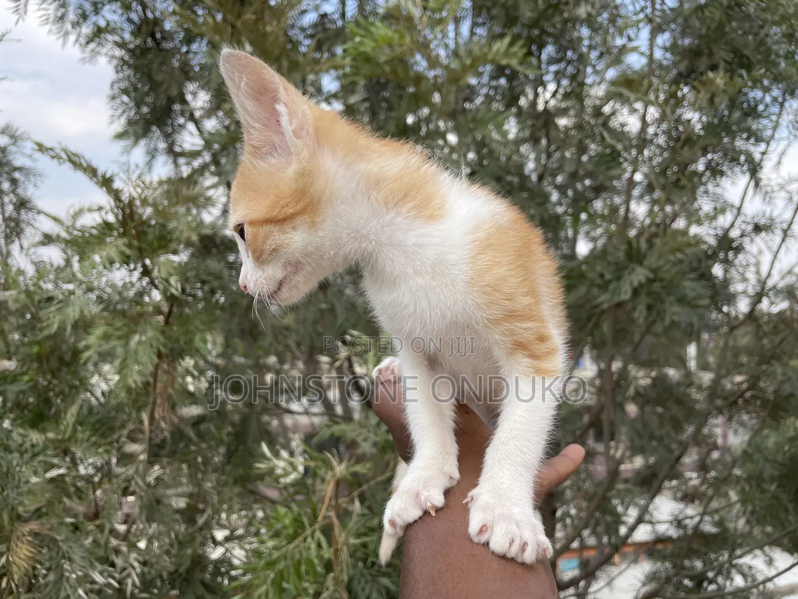 1-3 months Female Purebred Tabby