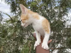 1-3 months Female Purebred Tabby