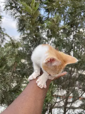 1-3 months Female Purebred Tabby