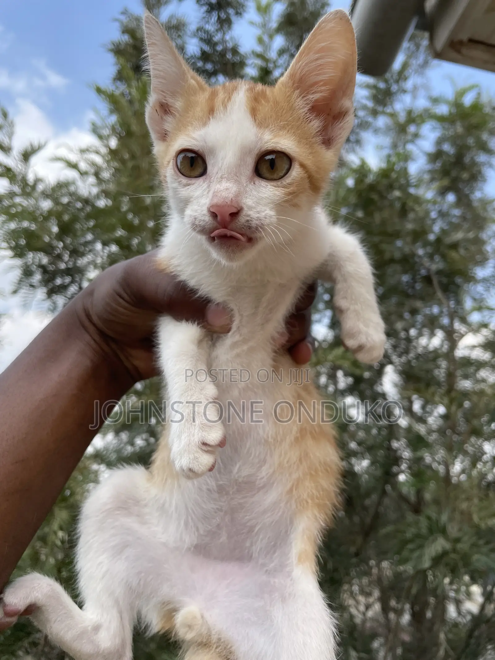 1-3 months Female Purebred Tabby