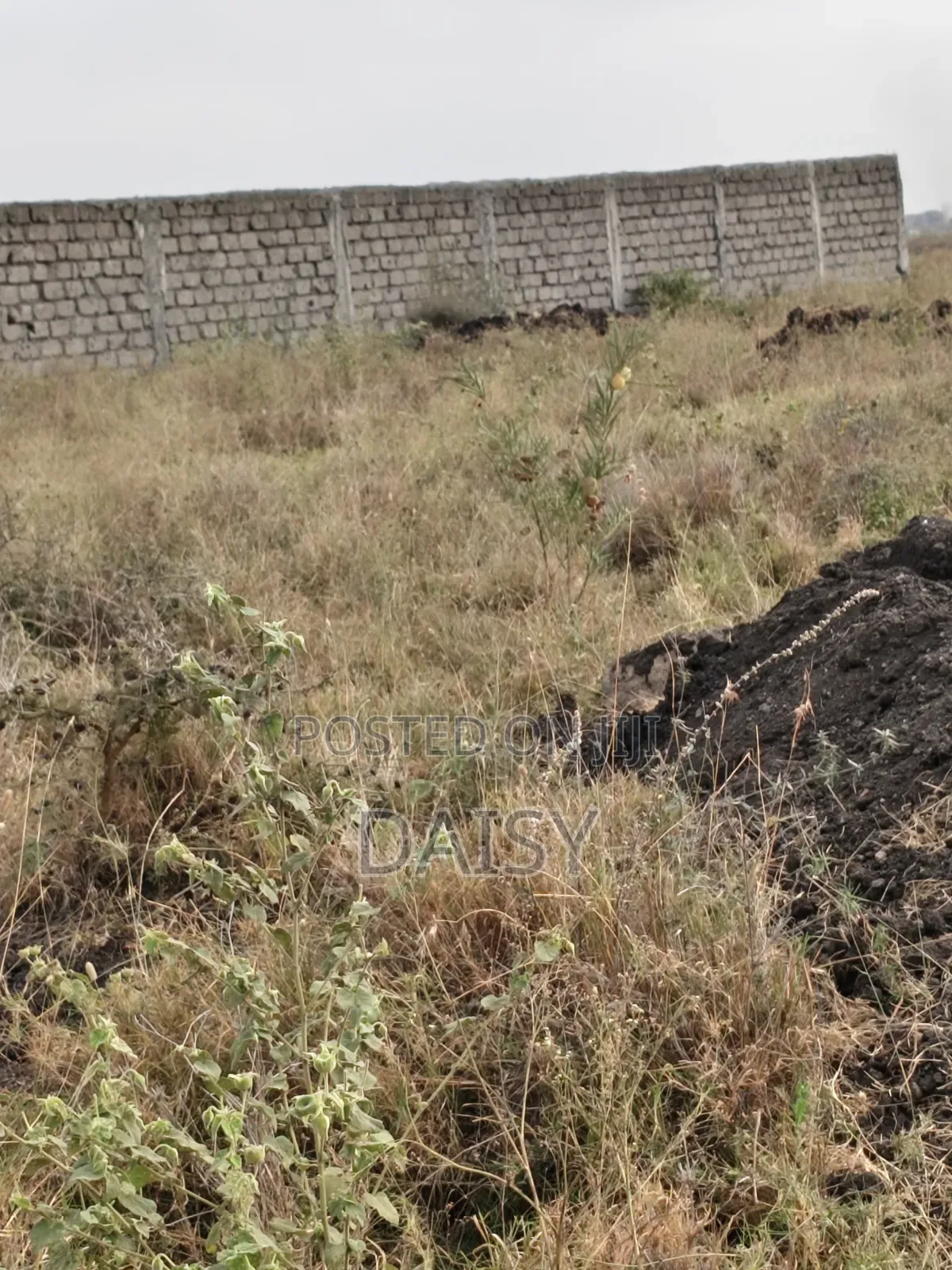 Prime Plots in Sabaki ( Mlolongo)