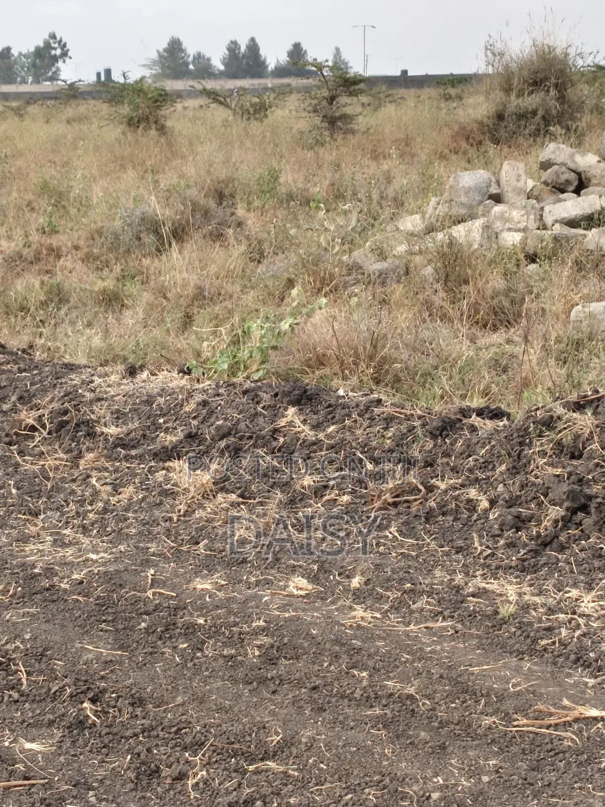 Prime Plots in Sabaki ( Mlolongo)