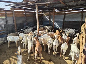 Goats for Sale