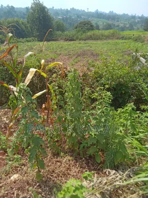 50*100 Plots