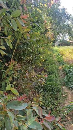 1acre Marama Shinamwenyuli.