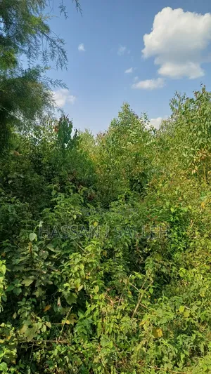 1acre Marama Shinamwenyuli.