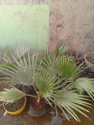 Mexican Fan Palm