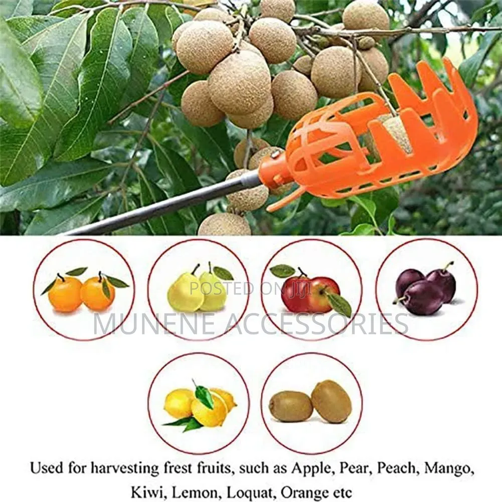 Large Size Fruit Picker With 3Meter Extension Pole Catcher Collector