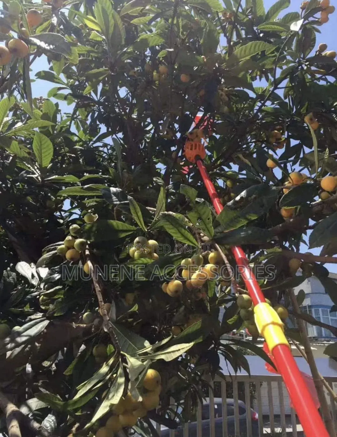 Large Size Fruit Picker With 3Meter Extension Pole Catcher Collector