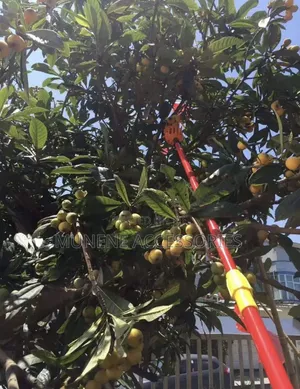 Large Size Fruit Picker With 3Meter Extension Pole Catcher Collector