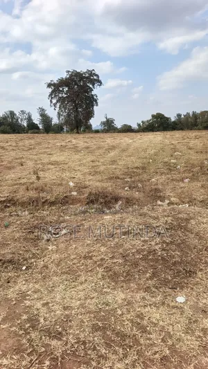 40acres at Mamba